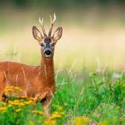 PART DE CHASSE HAUT-RHIN