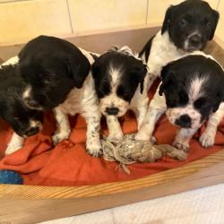 Chiots &Eacute;pagneul Breton LOF