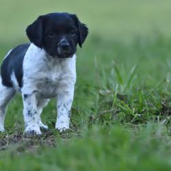 Chiots &Eacute;pagneul Breton LOF