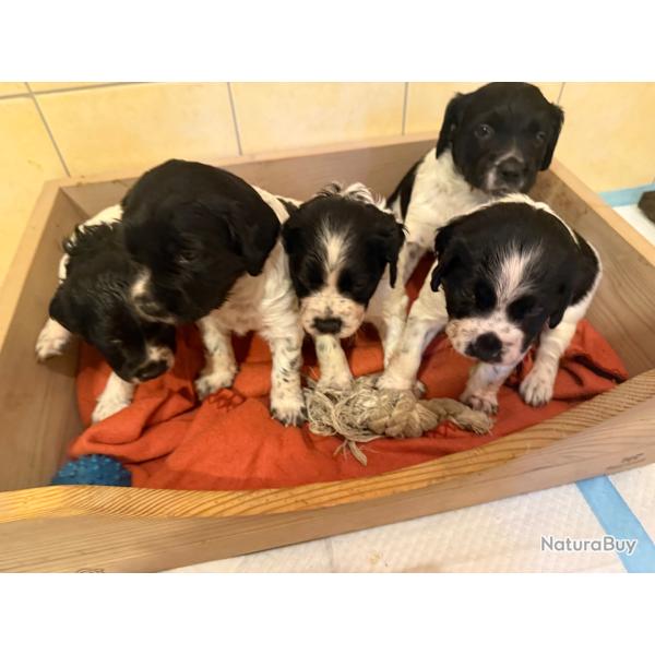 Chiots �pagneul Breton LOF