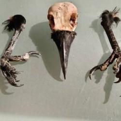 crane corneille avec 2 pattes