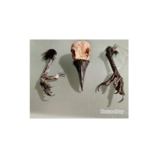 crane corneille avec 2 pattes