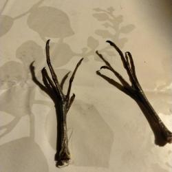 Patte b&eacute;cassine