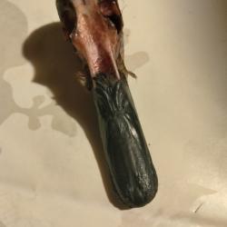 Cr&acirc;ne de sarcelle