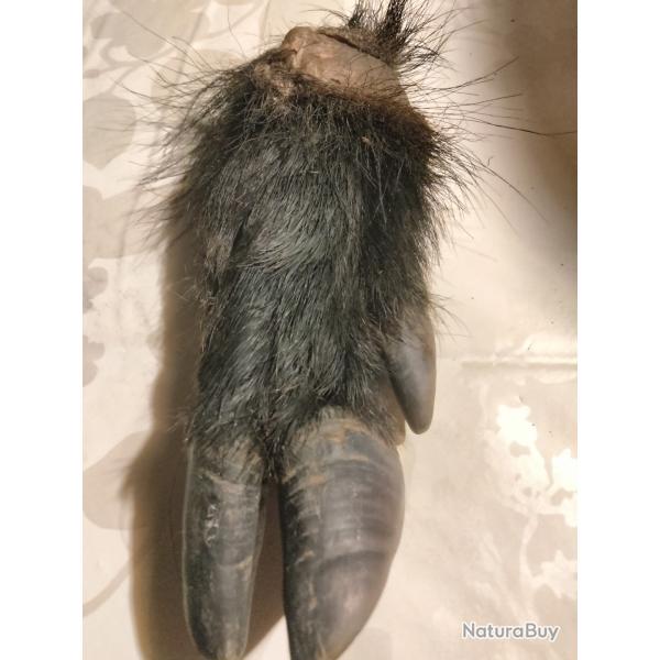 Pieds de sanglier