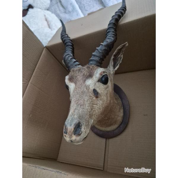 T�te antilope naturalis� d'Afrique