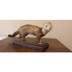Furet putois&eacute; naturalis&eacute;