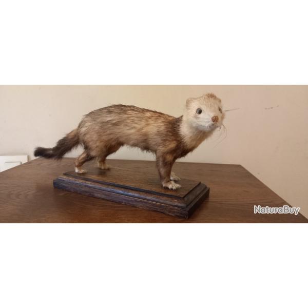 Furet putois� naturalis�