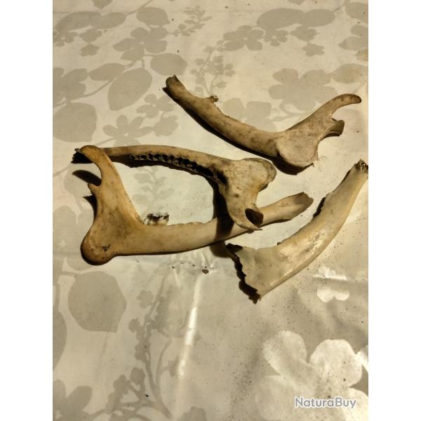 M�choire de chevreuil