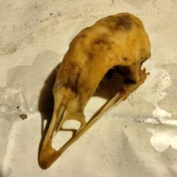 Cr&acirc;ne de coq ardennais