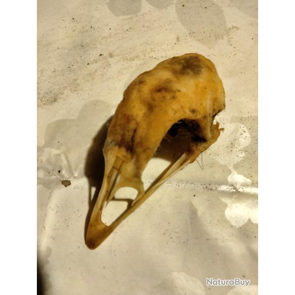 Cr�ne de coq ardennais