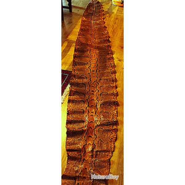 Peau de Python de S�ba, 4m de long et 45cm de large, parfait �tat