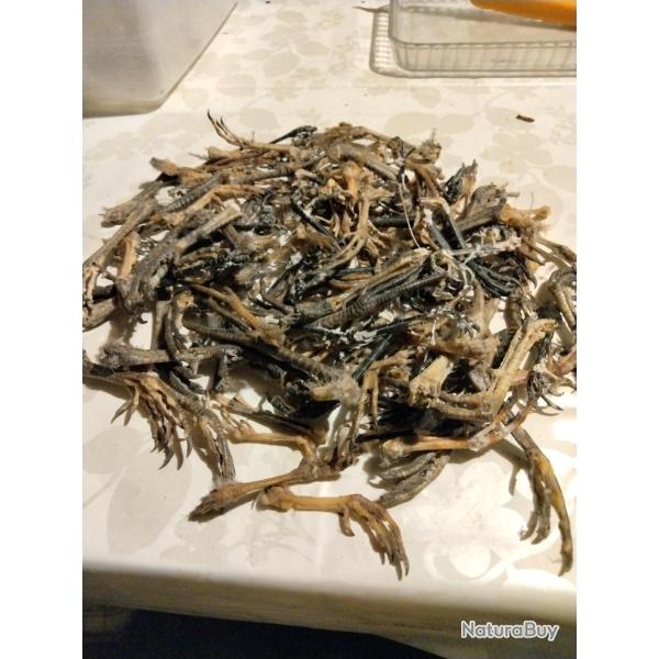 Gros lot de pattes de faisan perdrix pie pas �tat satisfaisant vendu dans l �tat comme sur la photo
