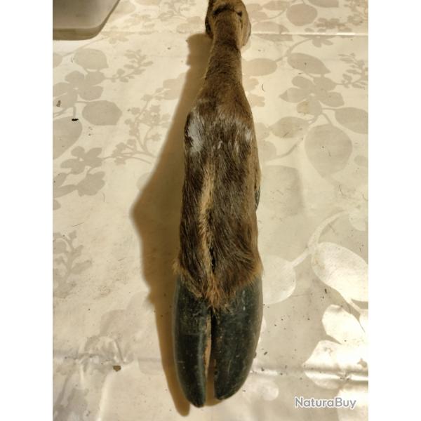Patte de cerf