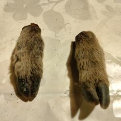 Pattes de marcassin