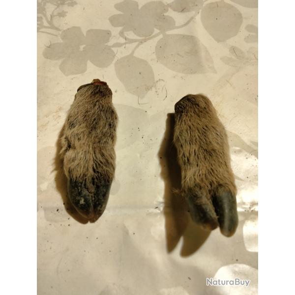 Pattes de marcassin