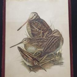 ancienne gravure ou page de livre ancien  de b&eacute;casse Paul Louis Barruel