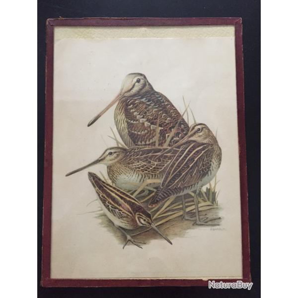 ancienne gravure ou page de livre ancien  de b�casse Paul Louis Barruel