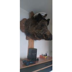 Tete de sanglier