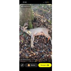 6 bracelets de chevreuil pour archer