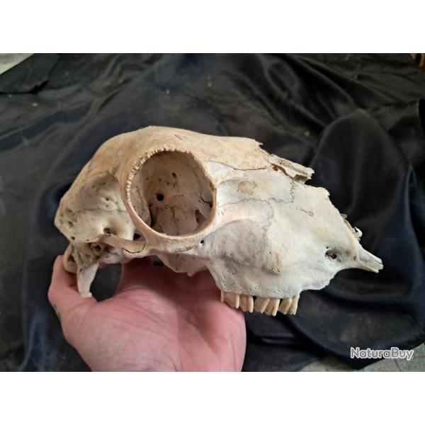 Cr�ne de mouton #0602(2)