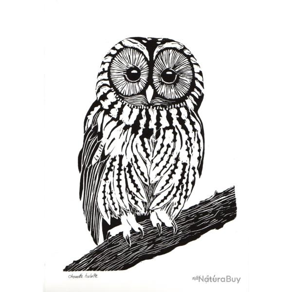 Chouette hulotte, linogravure originale sign�e Spada