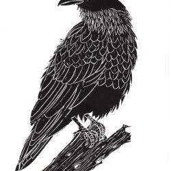 Corbeau noir, linogravure originale sign&eacute;e Spada