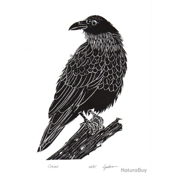 Corbeau noir, linogravure originale sign�e Spada