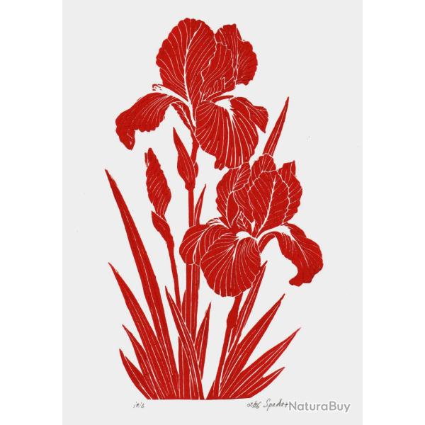 "Iris rouge" linogravure artisanale sign�e Spada
