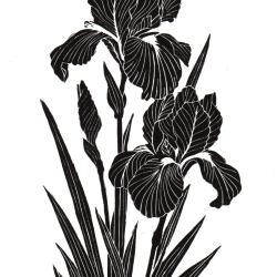 Iris noir, linogravure artisanale sign&eacute;e Spada