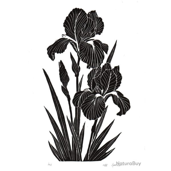 Iris noir, linogravure artisanale sign�e Spada