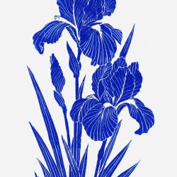"Iris bleu" linogravure artisanale sign&eacute;e Spada