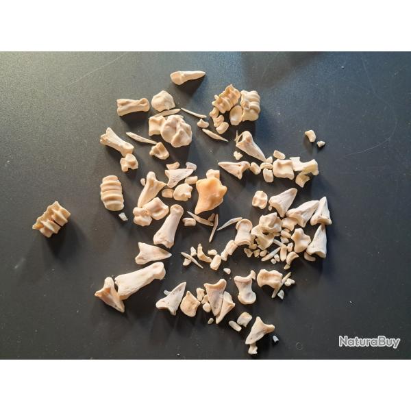 Lot d'os divers #LOS(8)