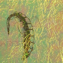 Fine FlashBack SYBAI Light Yellow