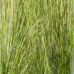 Saltwater blend angel hair SYBAI Mint sparkle