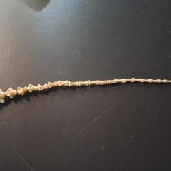 Lot de vert&egrave;bres caudales de renard (os de queue) #LOS(9)