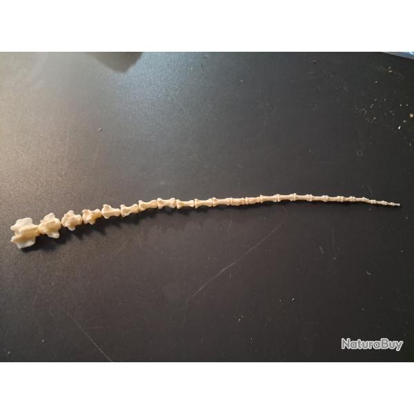 Lot de vert�bres caudales de renard (os de queue) #LOS(9)