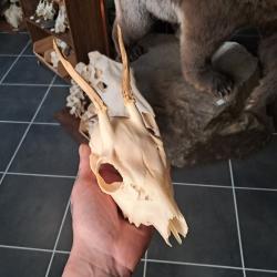 Cr&acirc;ne de chevreuil  #231216