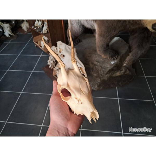 Cr�ne de chevreuil  #231216