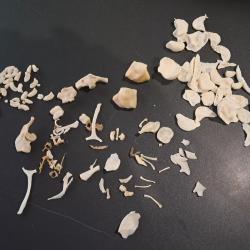 Lot d'os divers #LOS(10)