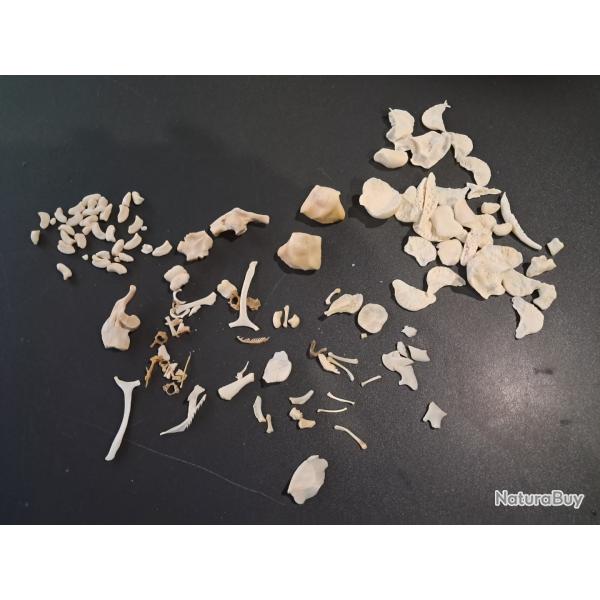 Lot d'os divers #LOS(10)