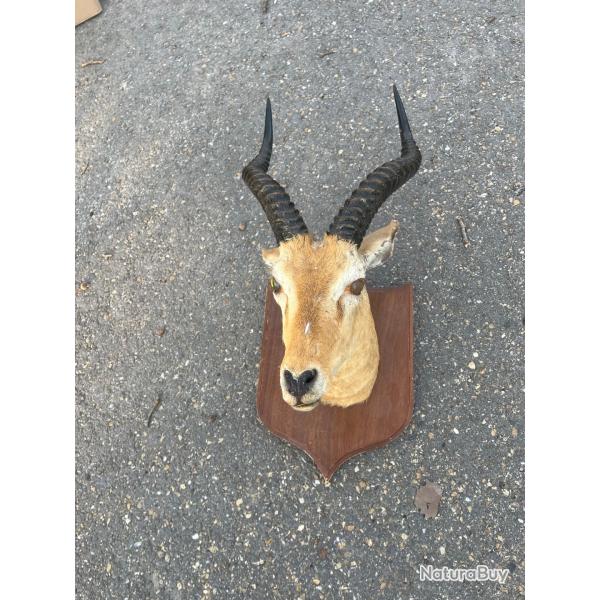 Ancienne T�te d'animaux massacre corne d�co murale