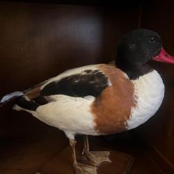 Canard naturalis&eacute;