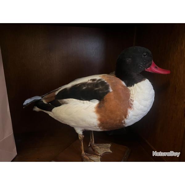 Canard naturalis�