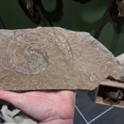 Ammonite #0709(2)