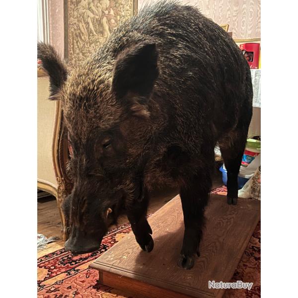 Gros sanglier naturalis� entier sur socle ch�ne