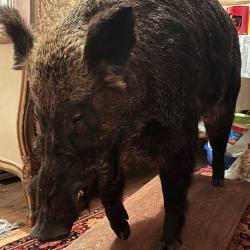 T&ecirc;te de sanglier naturalis&eacute;e