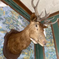 Grande t&ecirc;te de cerf naturalis&eacute;e ancienne (1892) - 115 cm - Troph&eacute;e mural