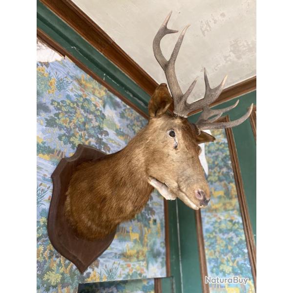 Grande t�te de cerf naturalis�e ancienne (1892) - 115 cm - Troph�e mural