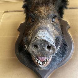 T&ecirc;te de sanglier naturalis&eacute;e ancienne (1892) 70 cm - Troph&eacute;e mural